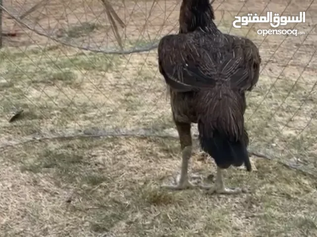 للبيع دياي باكستاني سندي حط سعرك وشيل