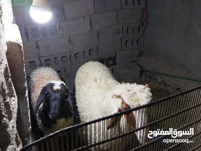 خرفان للبيع