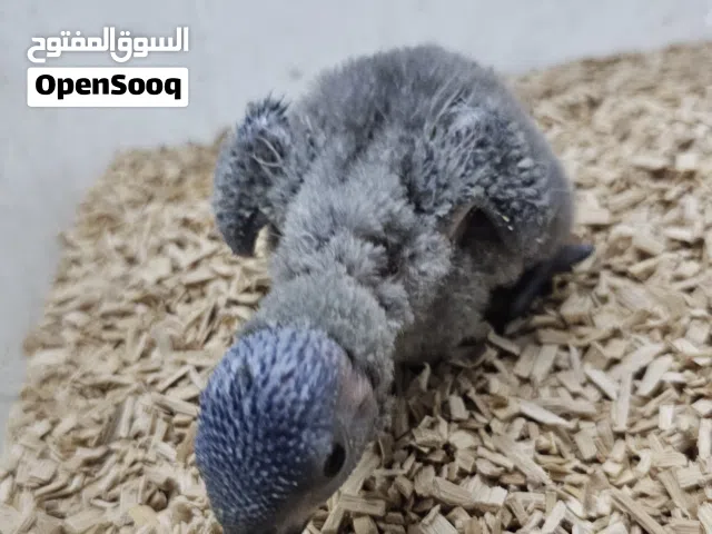 فرخ لوري رنبو