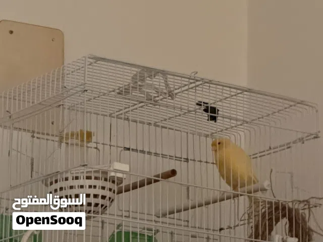 طيور وببغاء