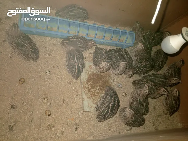 فرض طيور سمان