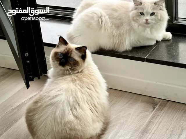 Registered and Cute Ragdoll Cats for adoption in their new homes