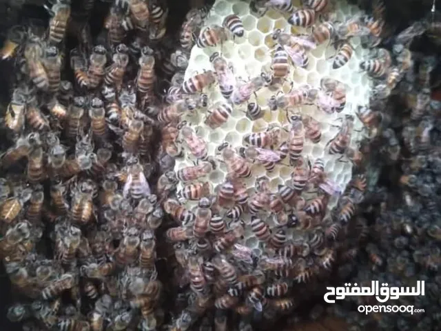 نحل ممتاز جباح خلايا بجميع الاحجام وبسعر مناسب