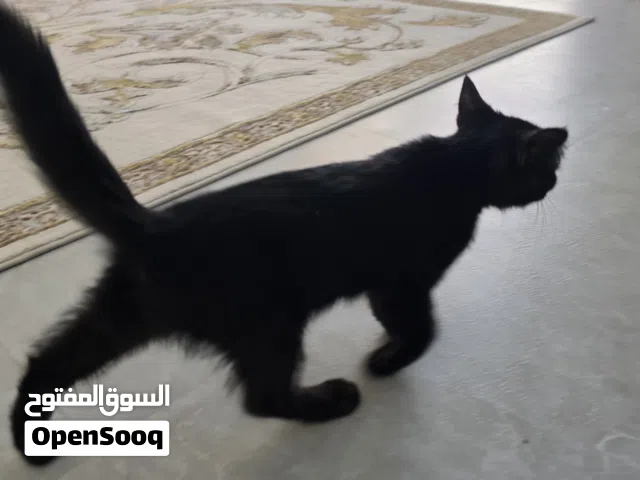 قط للتبني شيرازي اسود الأسم باغيرا