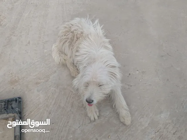 كلب امريكي للبيع