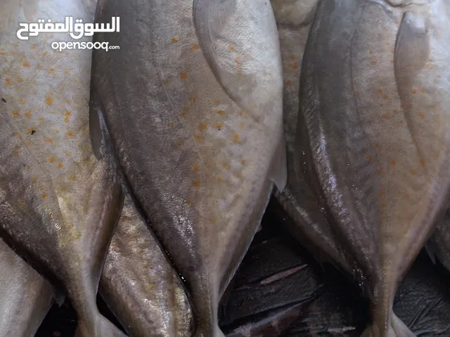 اسماك بحور الحديده للاسماك البحريه الطازجه
