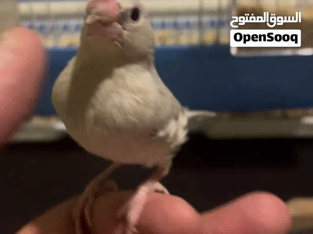 حاوه ربوه قويه