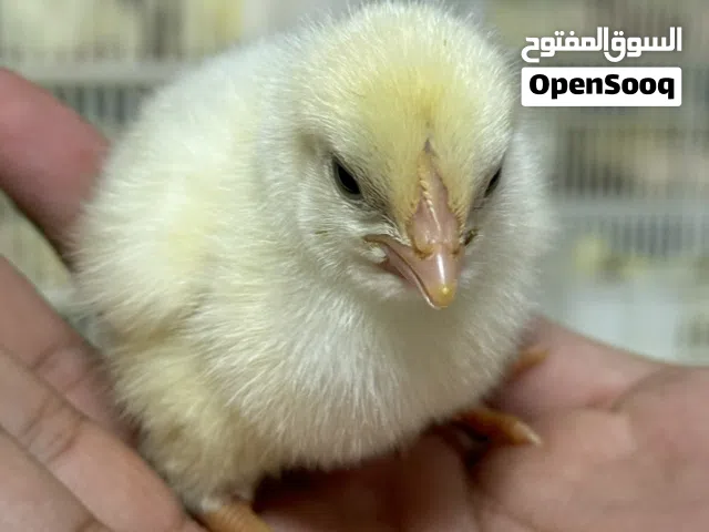 صوص هندي للبيع  - (لدينا دفعات بشكل أسبوعي) - مزرعة الخابورة لتربية الدواجن