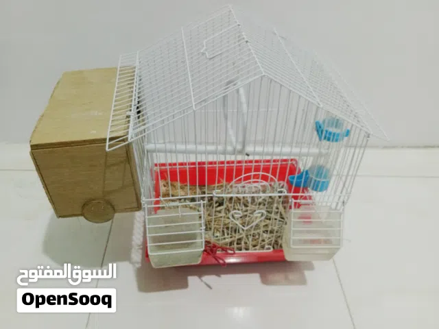 عصفور روز للبيع انثى اليفه