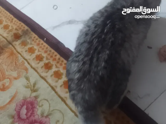 قط للبيع  حالتھ صحيھ زينھ