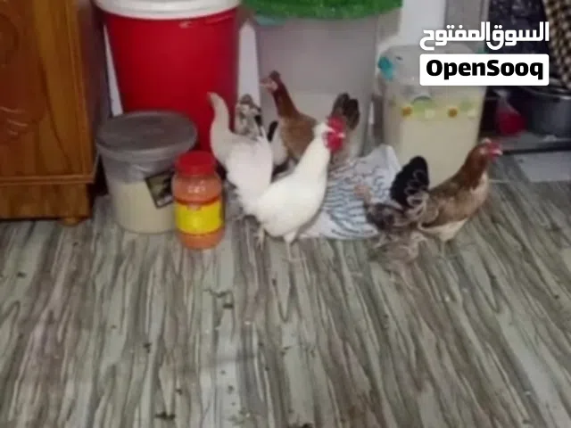 بسم الله ماشاءالله دجاج كويتيات سيت وحدة كافة ودجاجة عادي وراها افراخ للبيع او مراوس
