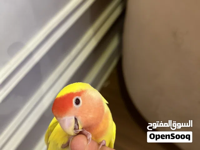 روز صحة ونشاط ربوه