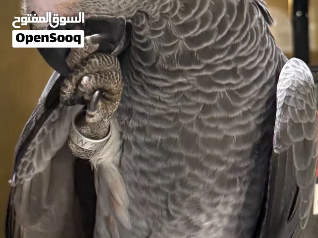 كاسكو للبيع السعر 2800 قابل للتفاوض