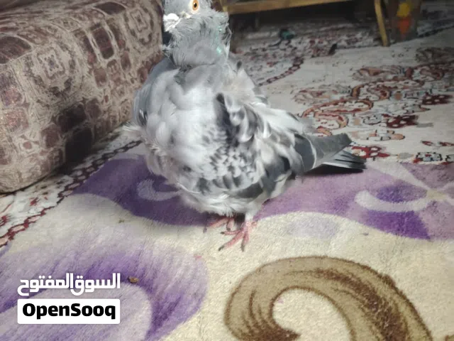 نثية كشكي مستوى مثل ماموضح