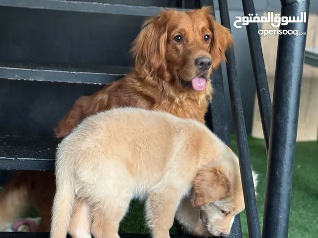 Male Golden retriever 2month