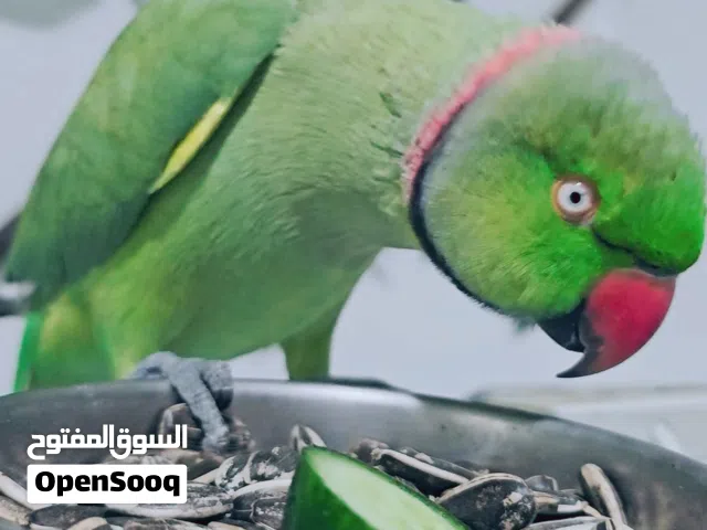 ذكر درة متكلم بطلاقة وأليف (للجادين فقط)