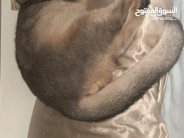 مطلوب واريد  تبني أنثى سكوتش غير معقمه