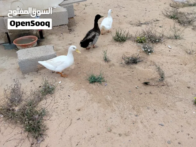 بط زينه بصحه جيده