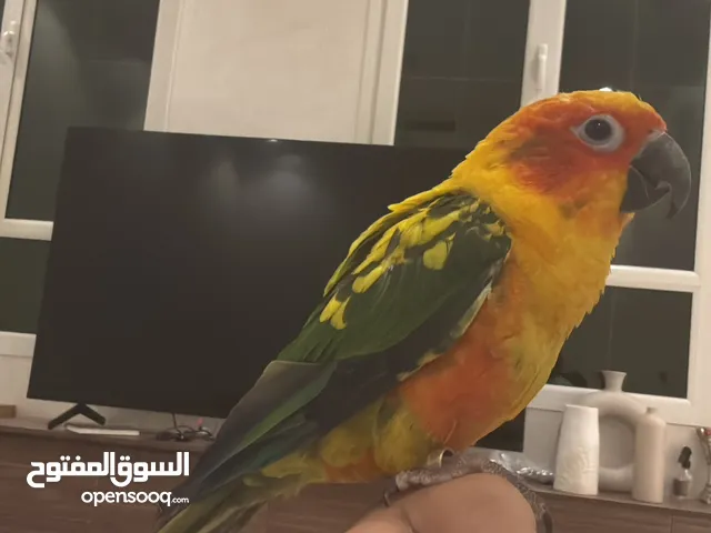 صن كنيور للبيع