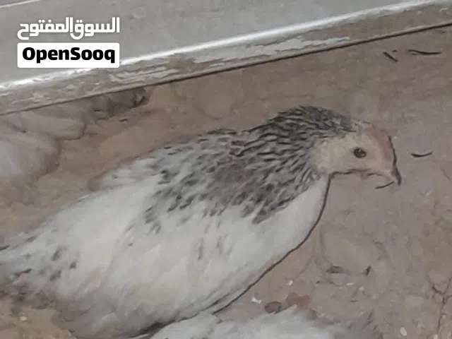 دجاج سايكس طوق للبيع