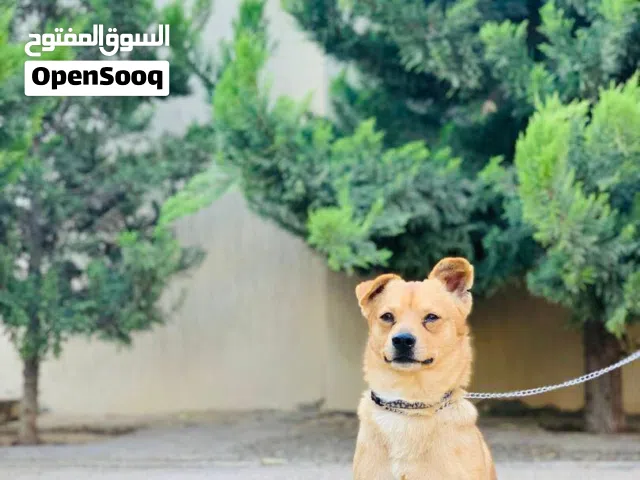 دكر لاقوه الا بالله يلعب وجوه مليح عمره سنه وشهرين الي يبيه يكلمني وساهل