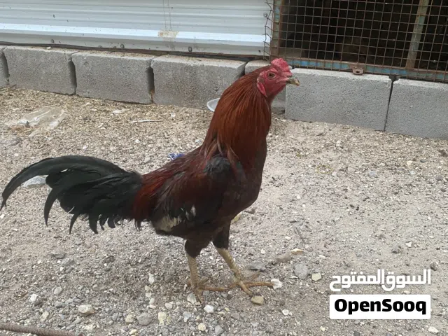 دجاج عدد 2 وديك عدد 2