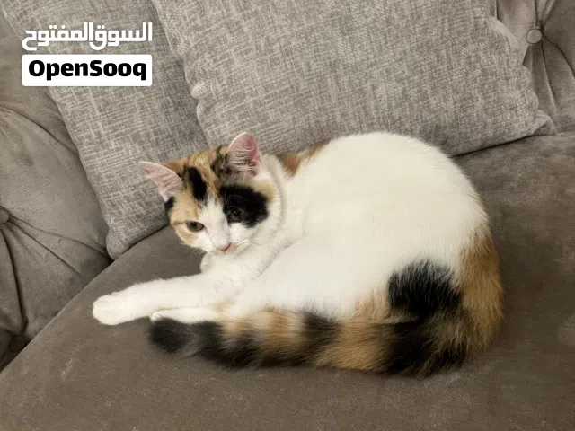 قطتان للتبني دون مقابل