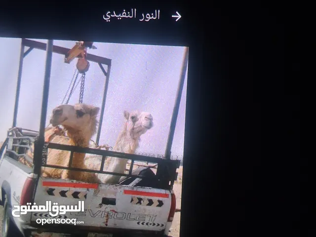 تحميل ابل لي جميع مناتق الكويت
