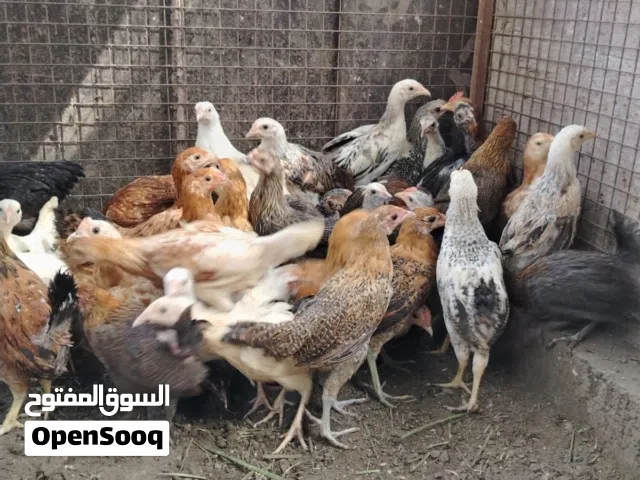 حقم ودجاج للبيع