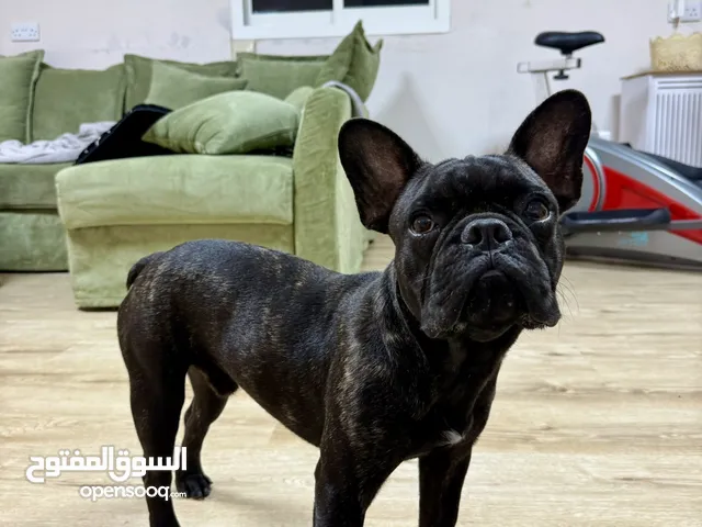 French bulldog dark grey (male) pure breed vaccinated