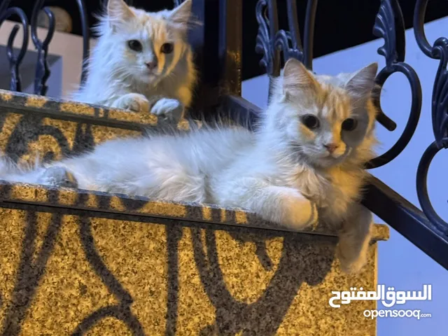 اربع قطط شيرازية لتبني