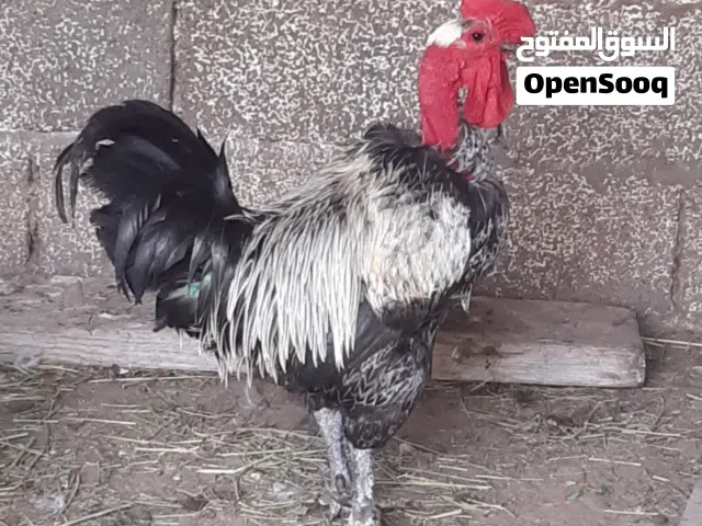 ديك فرنسي الله يبارك