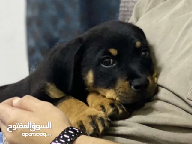 ذكر روت وايلر