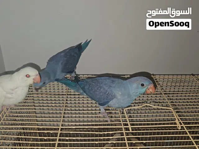 طيور دره ملونه