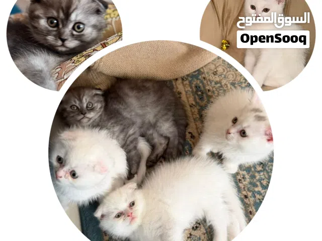 قطط سكوتش فولد ، شيرازي