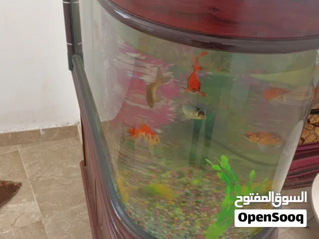 حوض سمك كبير كهربائي بالفلتر