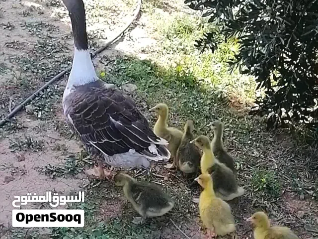 وزة معاها 7 فراخ ما شاء الله صحة و نظافة للبيع
