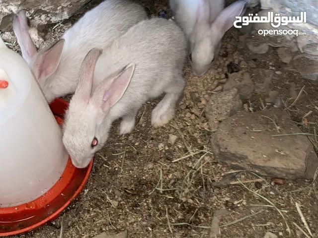 بيع أرانب صغار