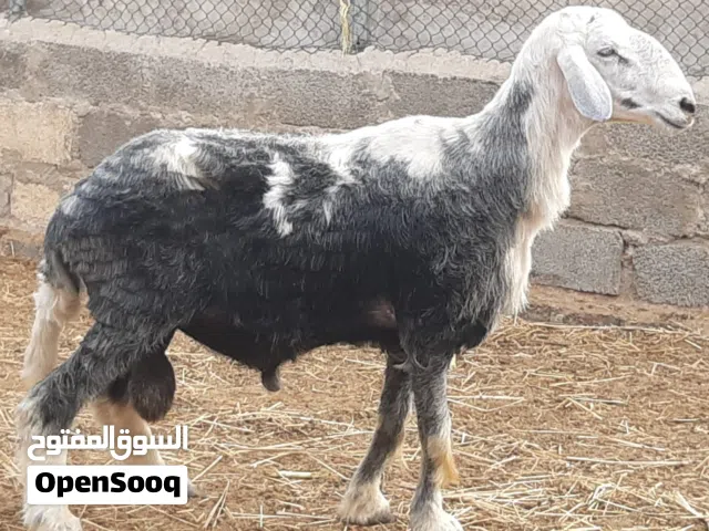 كبش فحل نجدي ماشاء الله تبارك الله