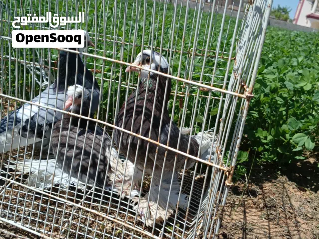 حمام ربي يبارك شقلاب وهراز درجه أولى دكر ونتايه مع الزغلول