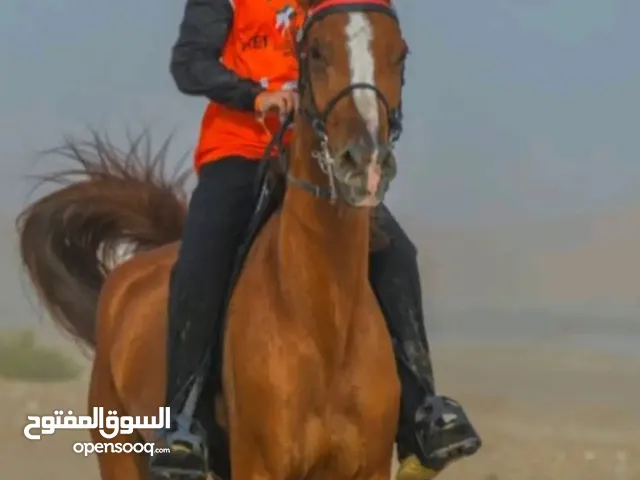 horse barhamy