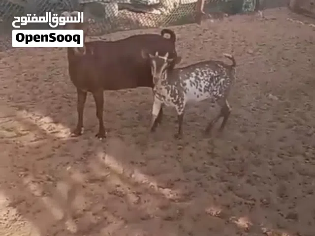 ماعز صلالي للبيع