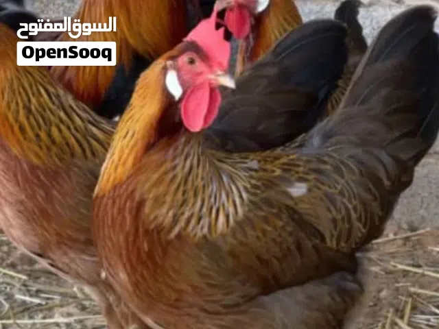 يتوفر طيور بل حجز