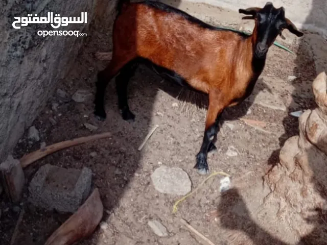 البيع سعر مناسب للبيع الحاجه