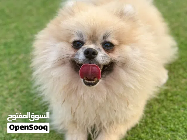 ذكر بومرينيان للتزواج فقط