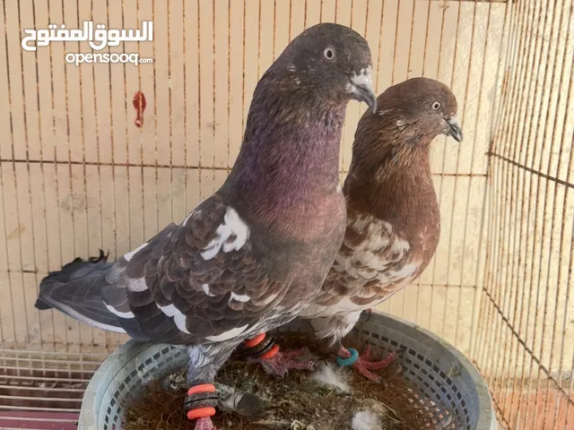 للبيع زوج هندي اقرأ الوصف