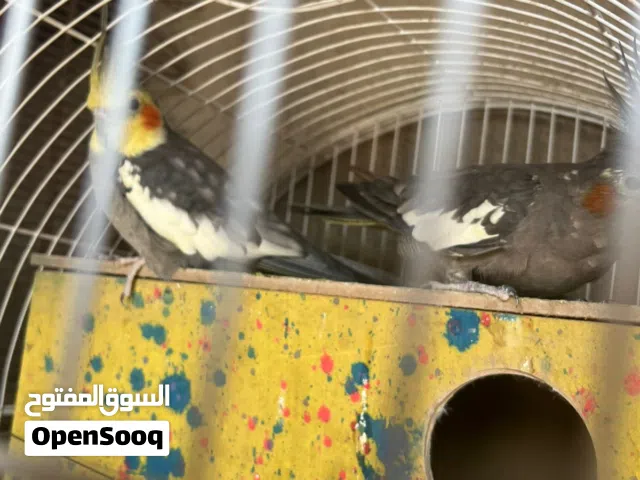سلام عليكم اخون كوكتيل بياضات  هنه والقفص بياضات زوج حلوات بياض