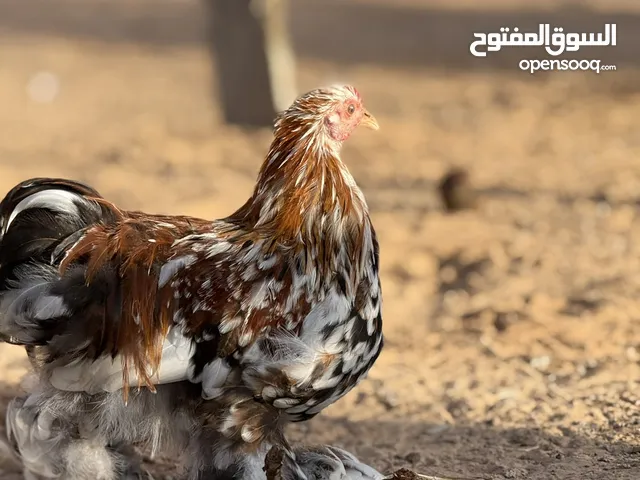 كوبيه استرالي ربي يبارك دجاجه وفروج للبيع