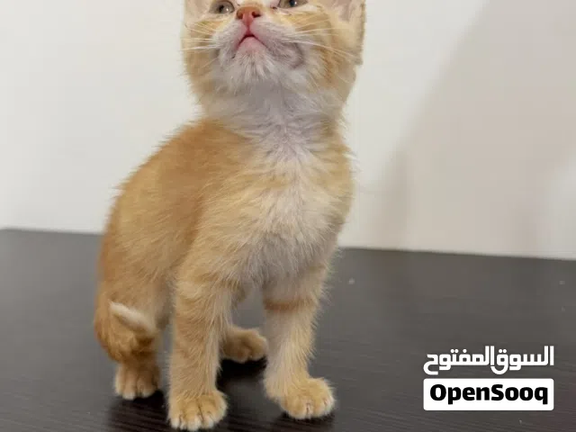 قط ذكر برتقالي للتبني