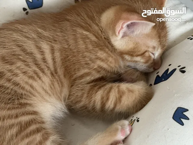 Kittens for free